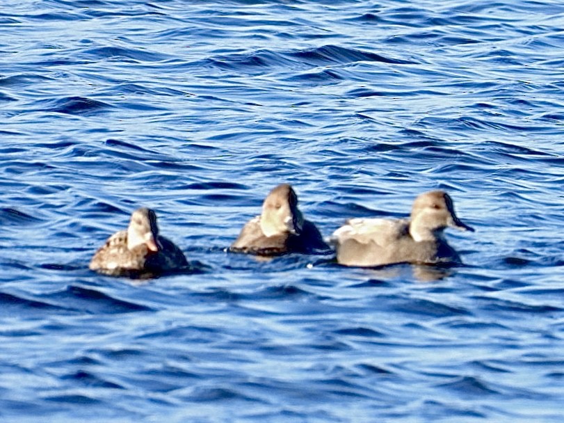 Gadwall - ML644885148