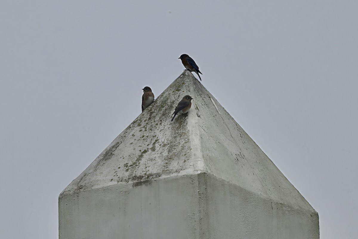 Eastern Bluebird - ML644885151