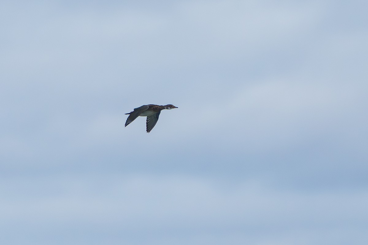 Ahate karolinarra - ML644885184