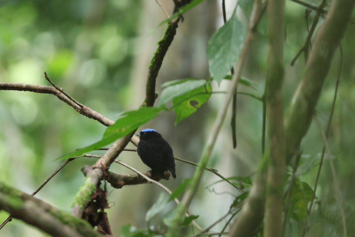 Velvety Manakin - ML644885189