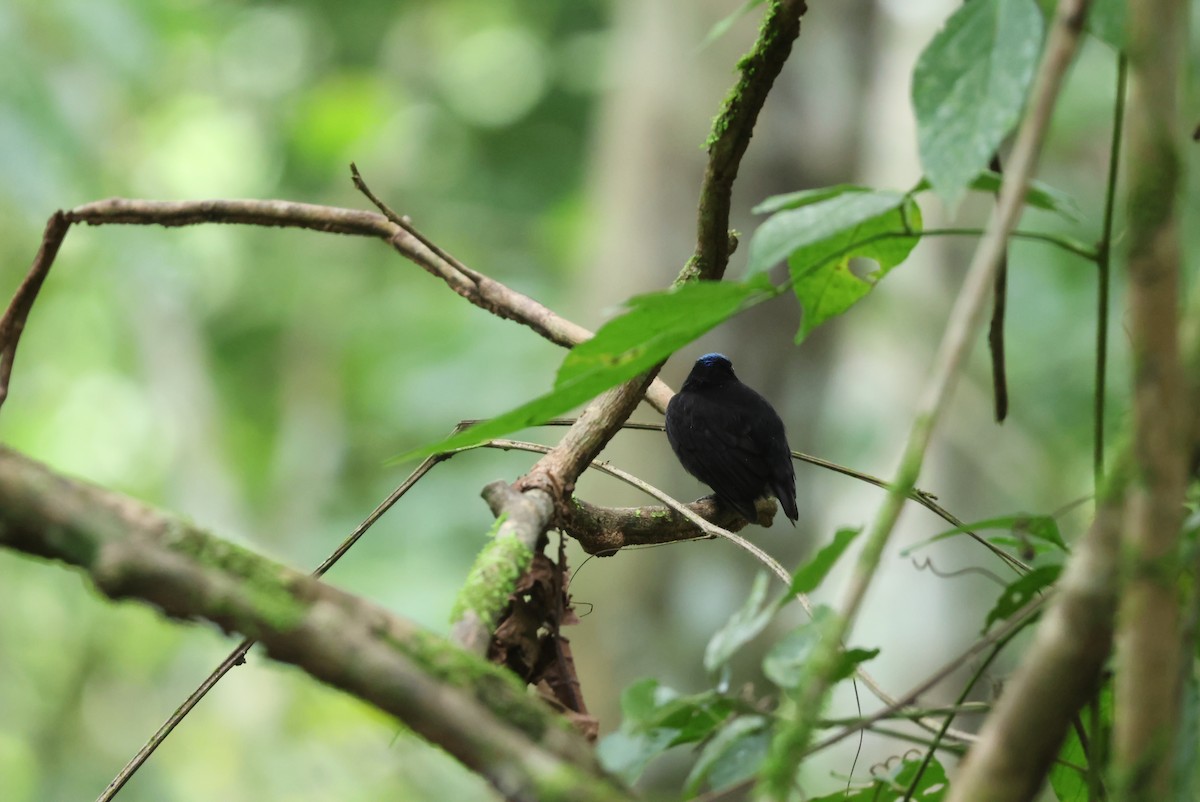 Velvety Manakin - ML644885190