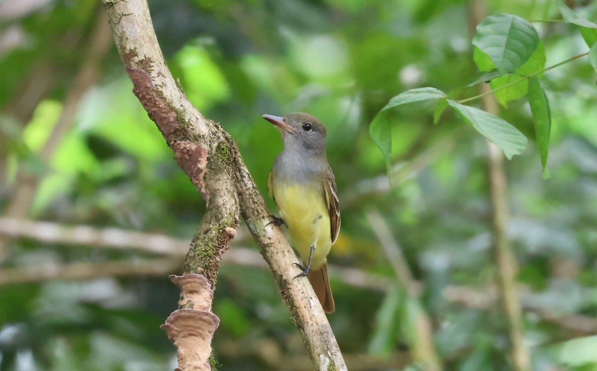 Great Crested Flycatcher - ML644885193
