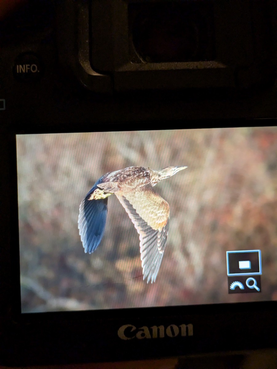 American Bittern - ML644885194