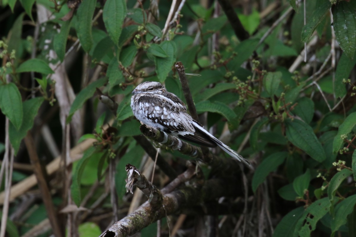Ladder-tailed Nightjar - ML644885210