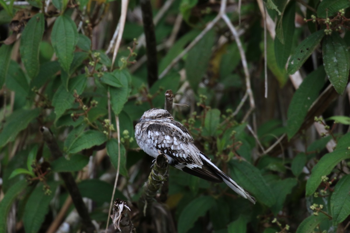 Ladder-tailed Nightjar - ML644885211