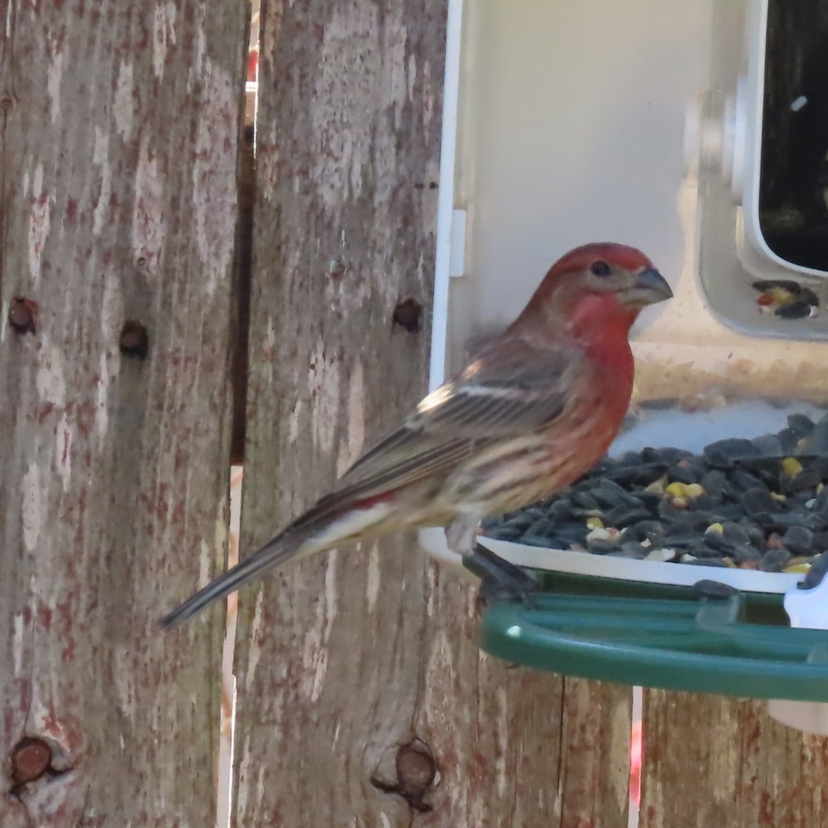 House Finch - ML644885212