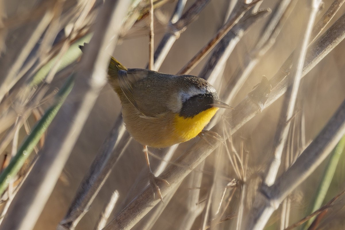 Common Yellowthroat - ML644885221