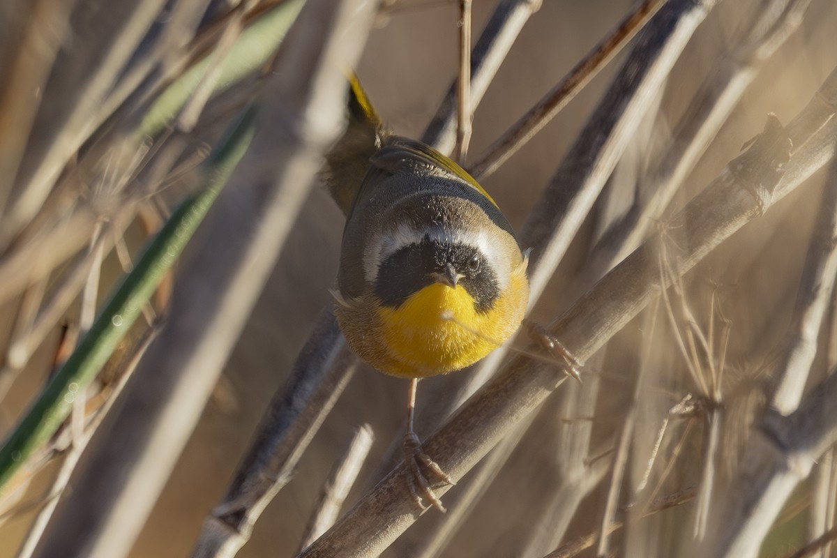Common Yellowthroat - ML644885222