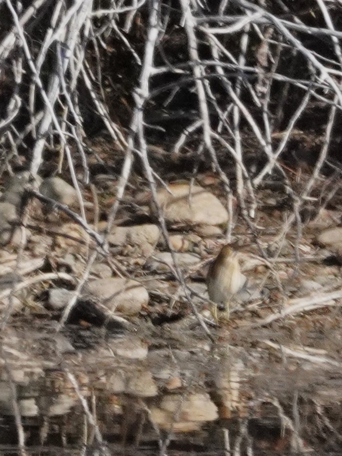 Petit Blongios - ML644885223