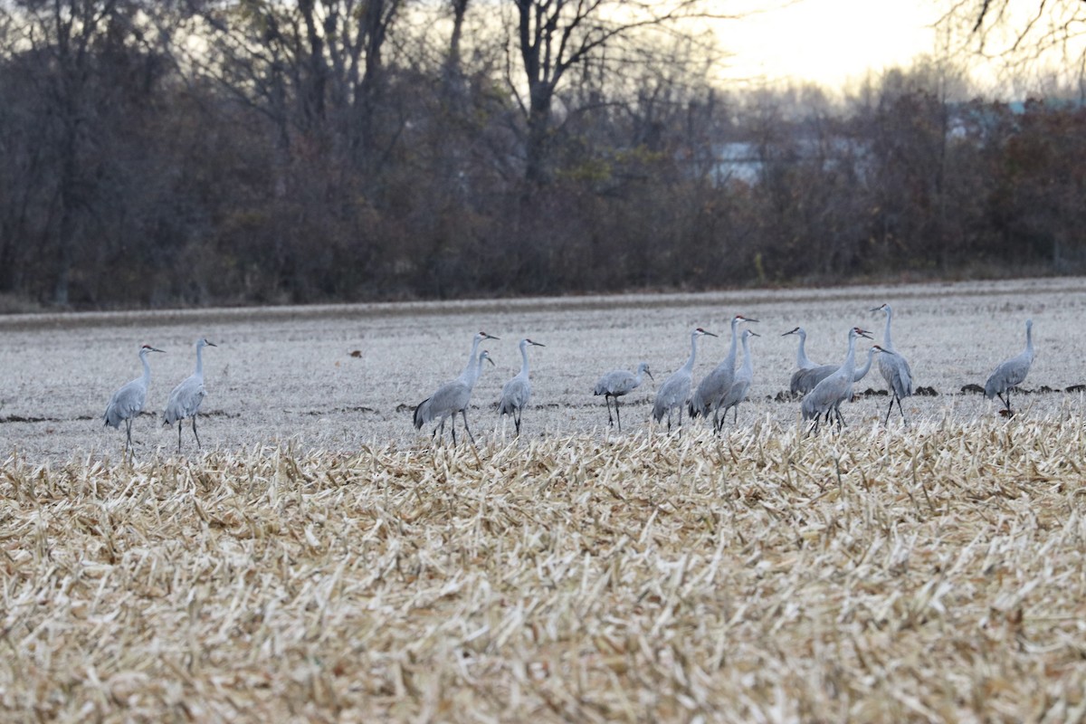 Sandhill Crane - ML644885230