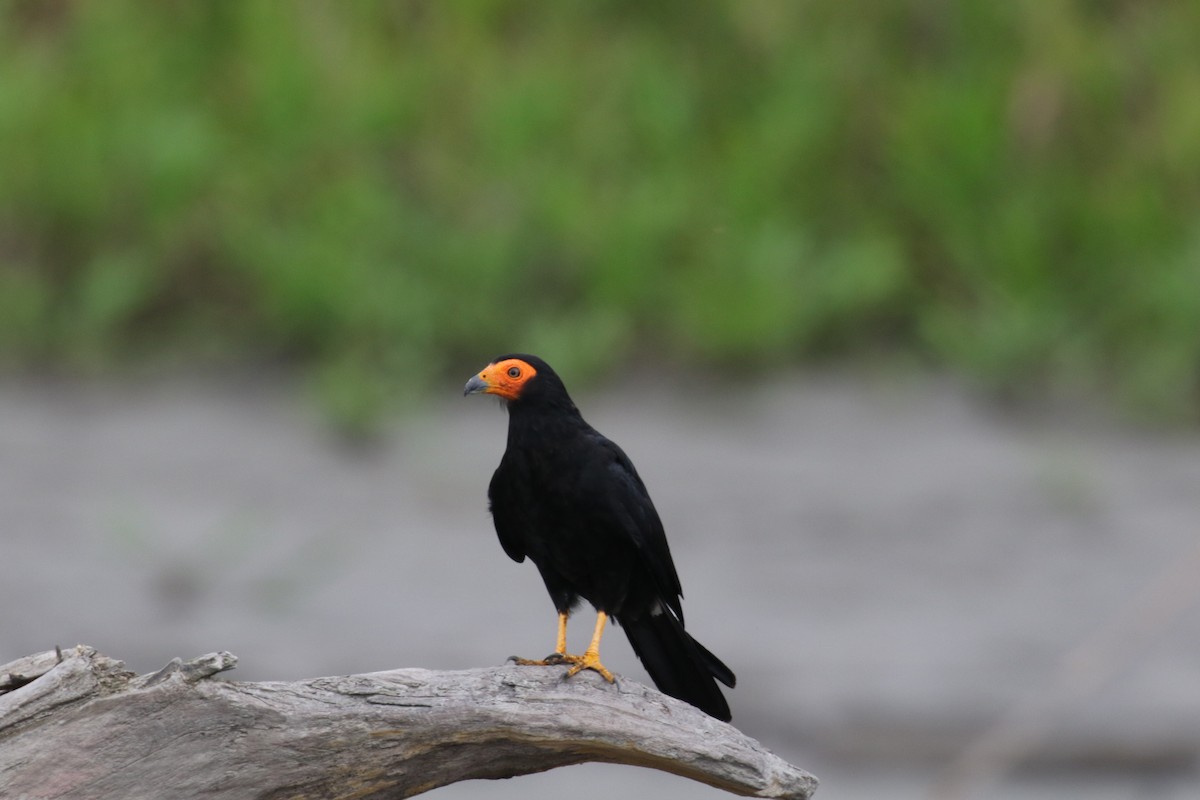 Siyah Karakara - ML644885231