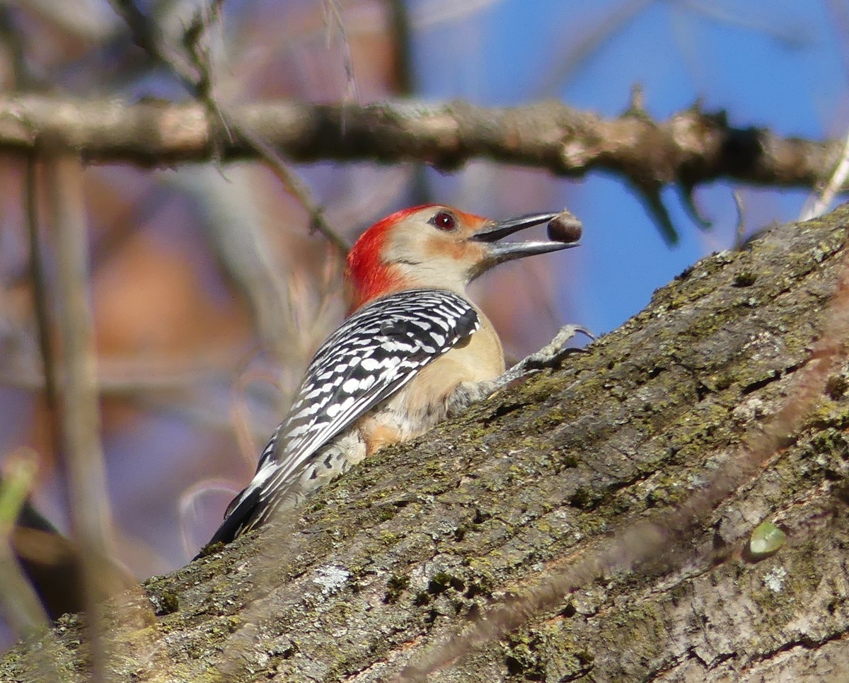 Red-bellied Woodpecker - ML644885242