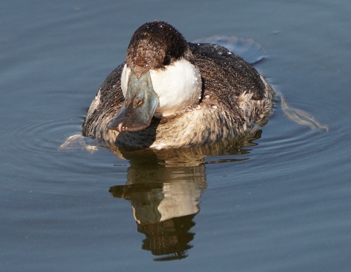 Ruddy Duck - ML644885244