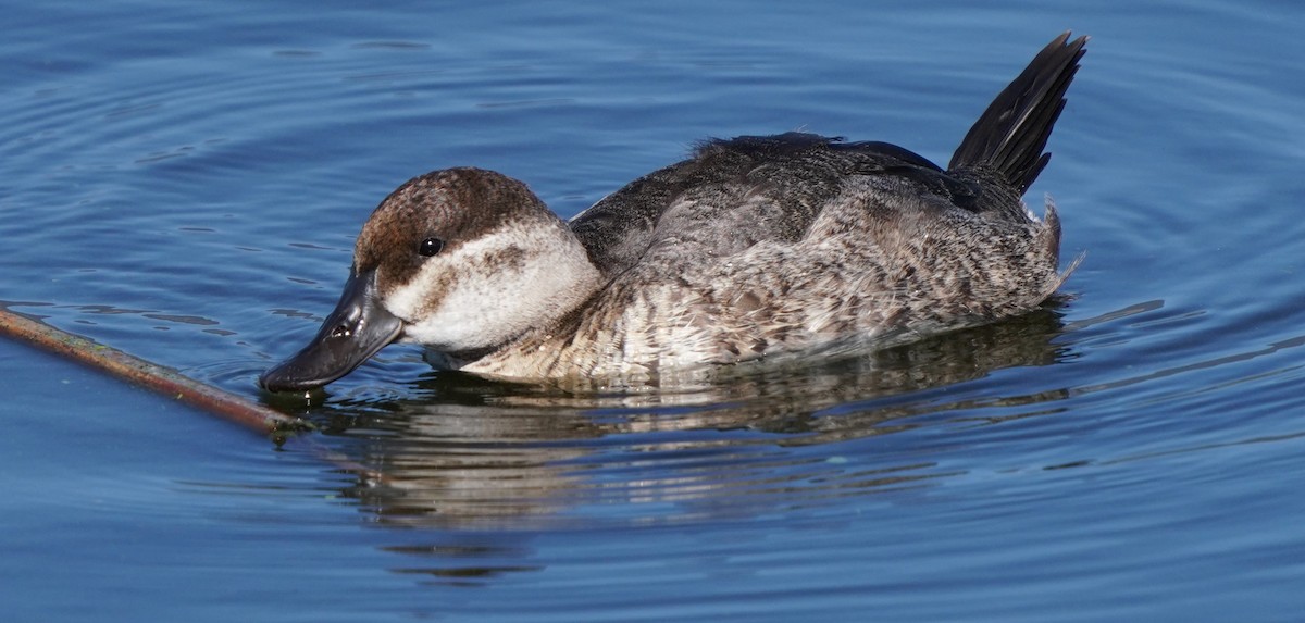 Ruddy Duck - ML644885245