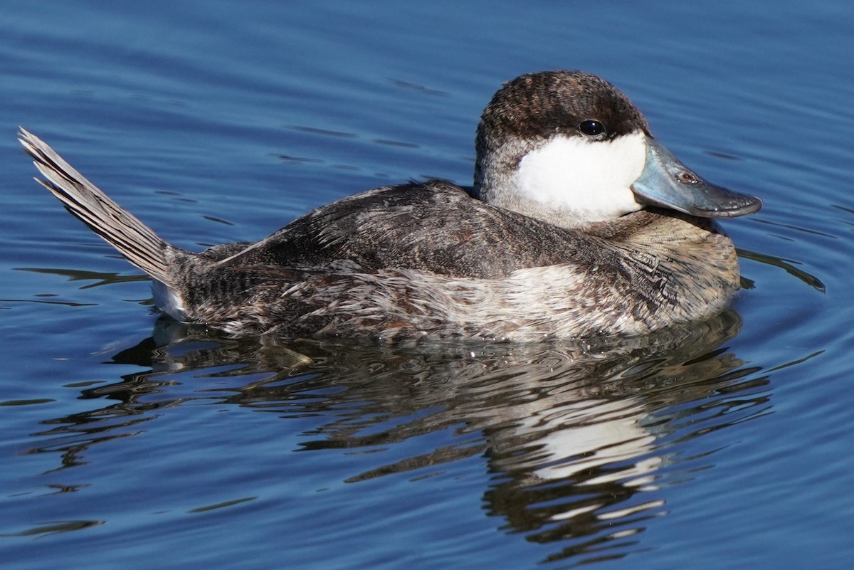 Ruddy Duck - ML644885246