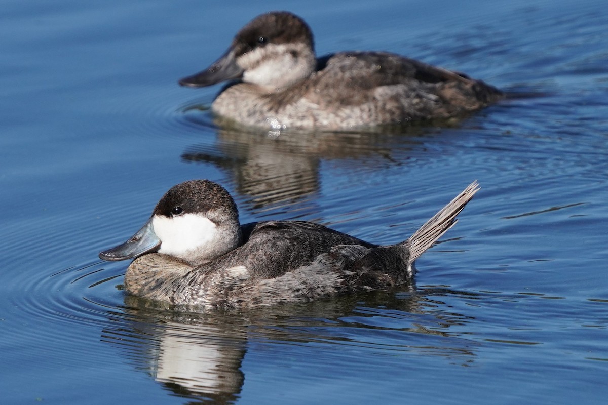 Ruddy Duck - ML644885247