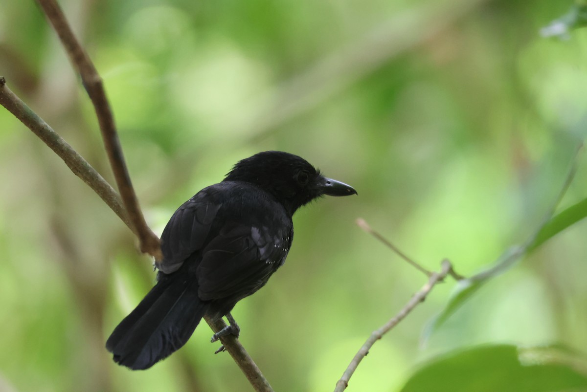 Black-hooded Antshrike - ML644885248