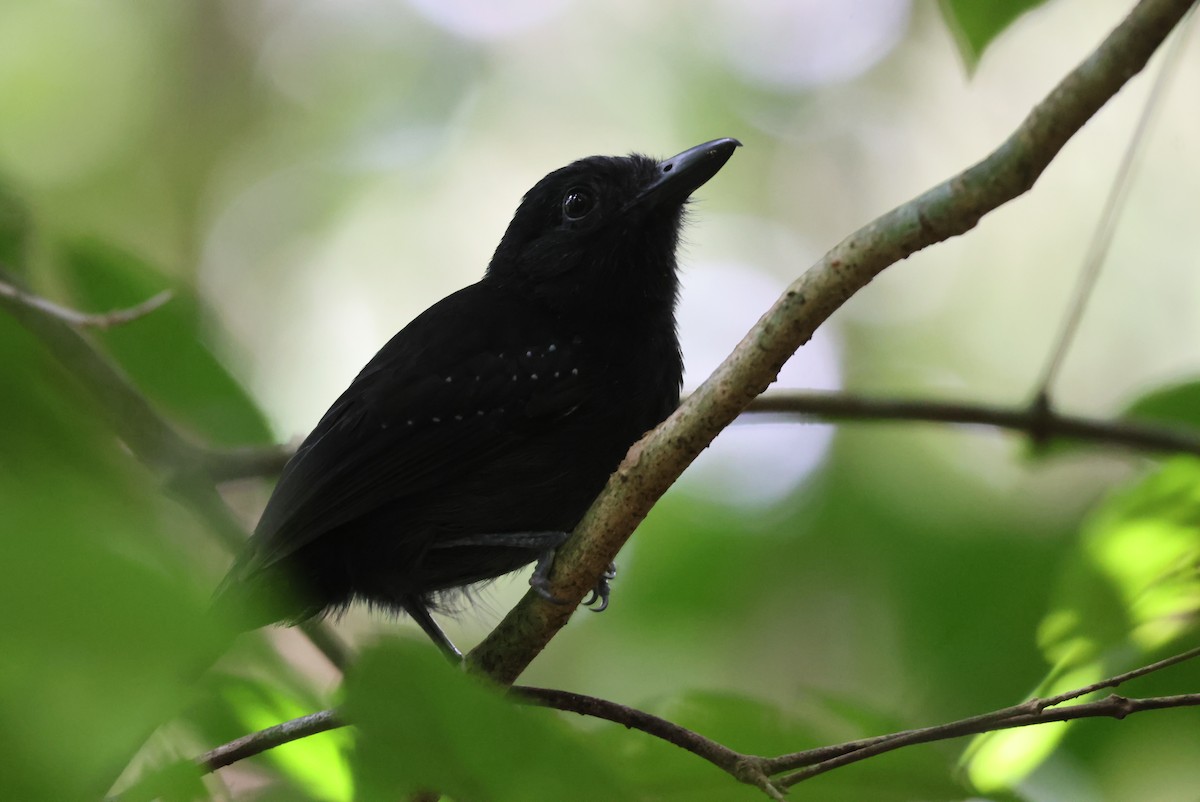 Black-hooded Antshrike - ML644885249
