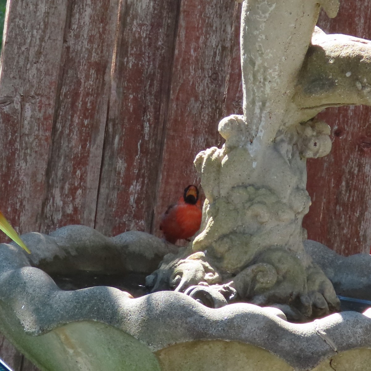Northern Cardinal - ML644885255