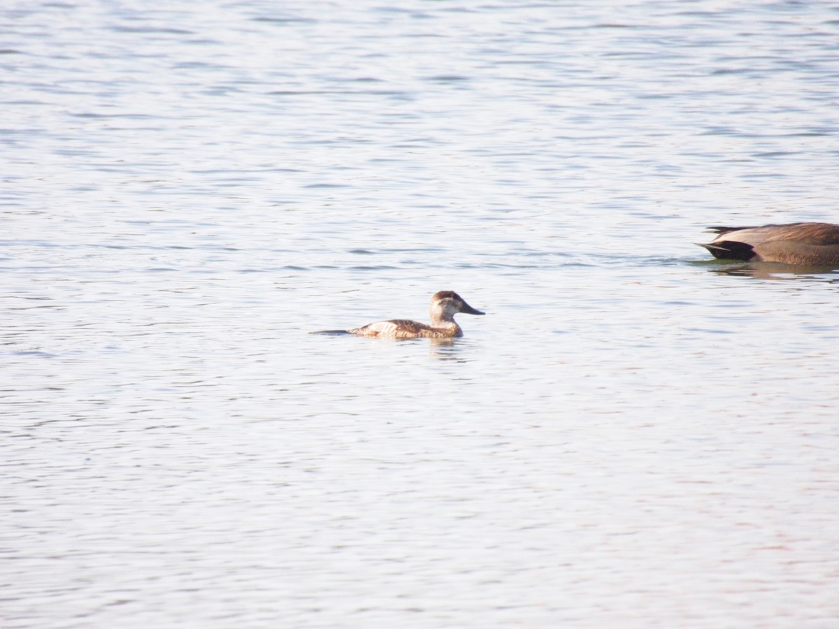 Ruddy Duck - ML644885267