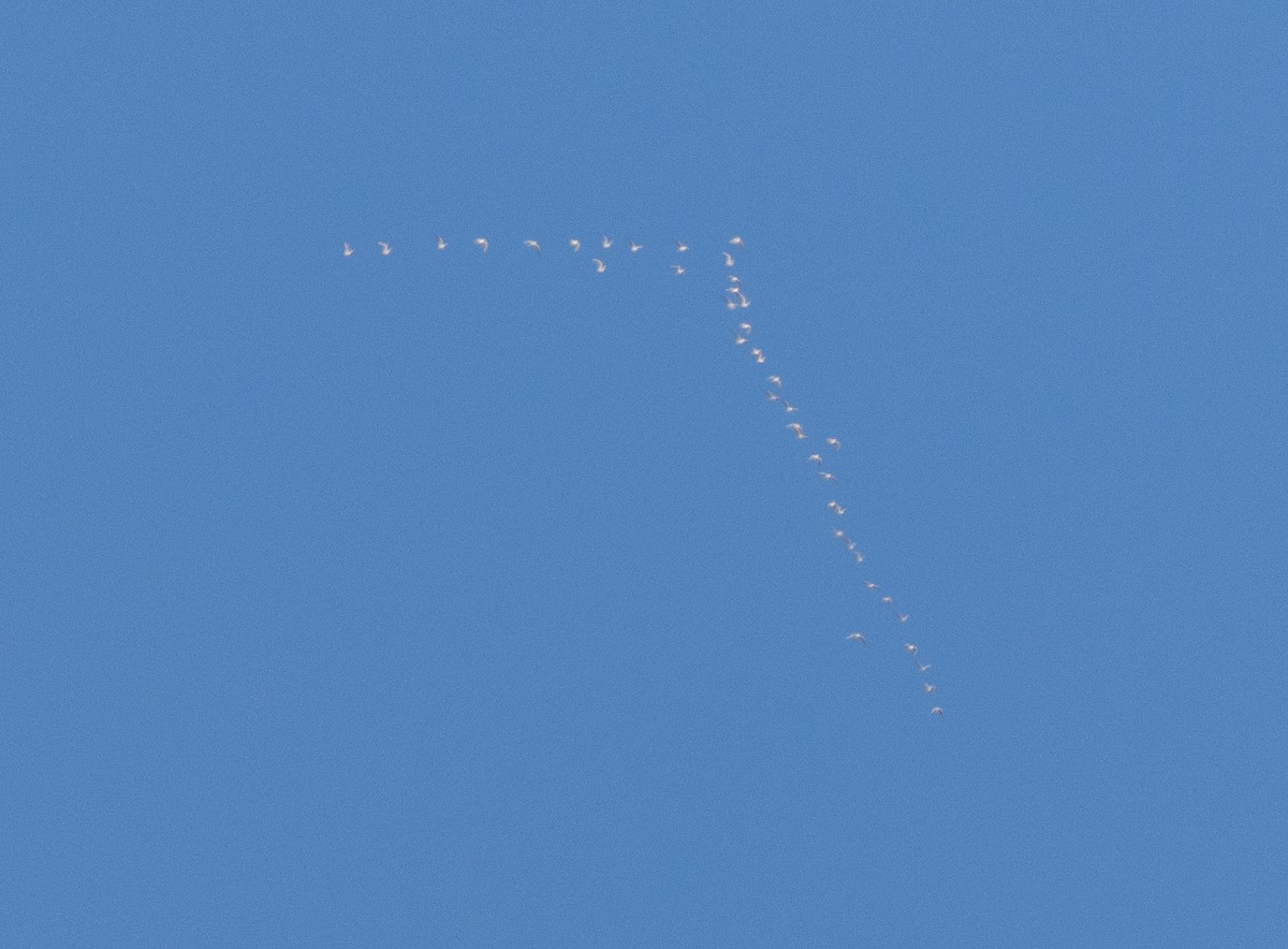 Larus sp. - ML644885268