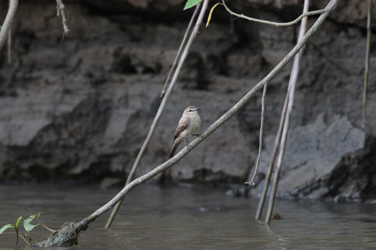 Drab Water Tyrant - ML644885269