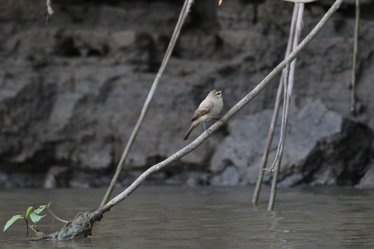 Drab Water Tyrant - ML644885270