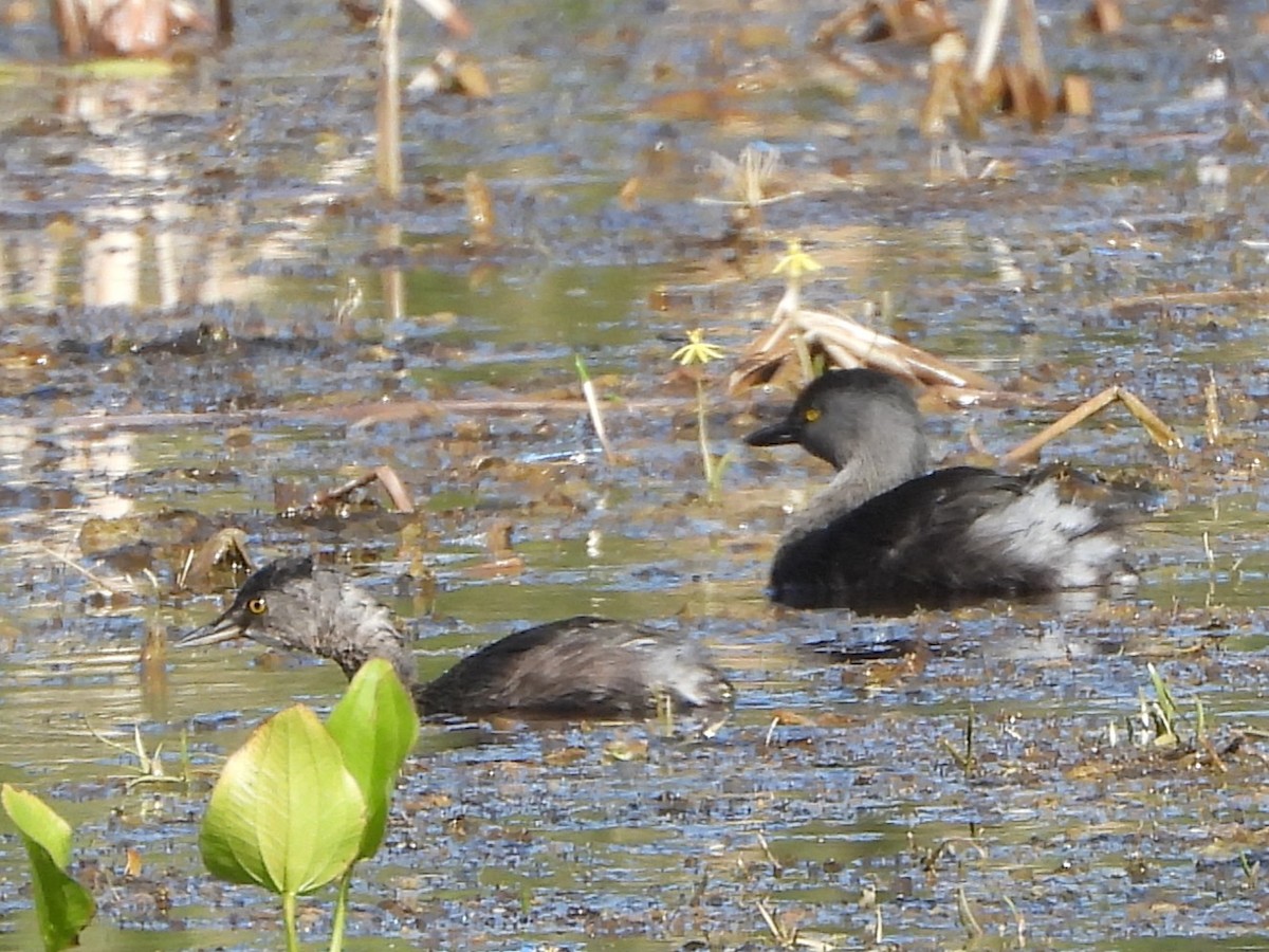 Least Grebe - ML644885291