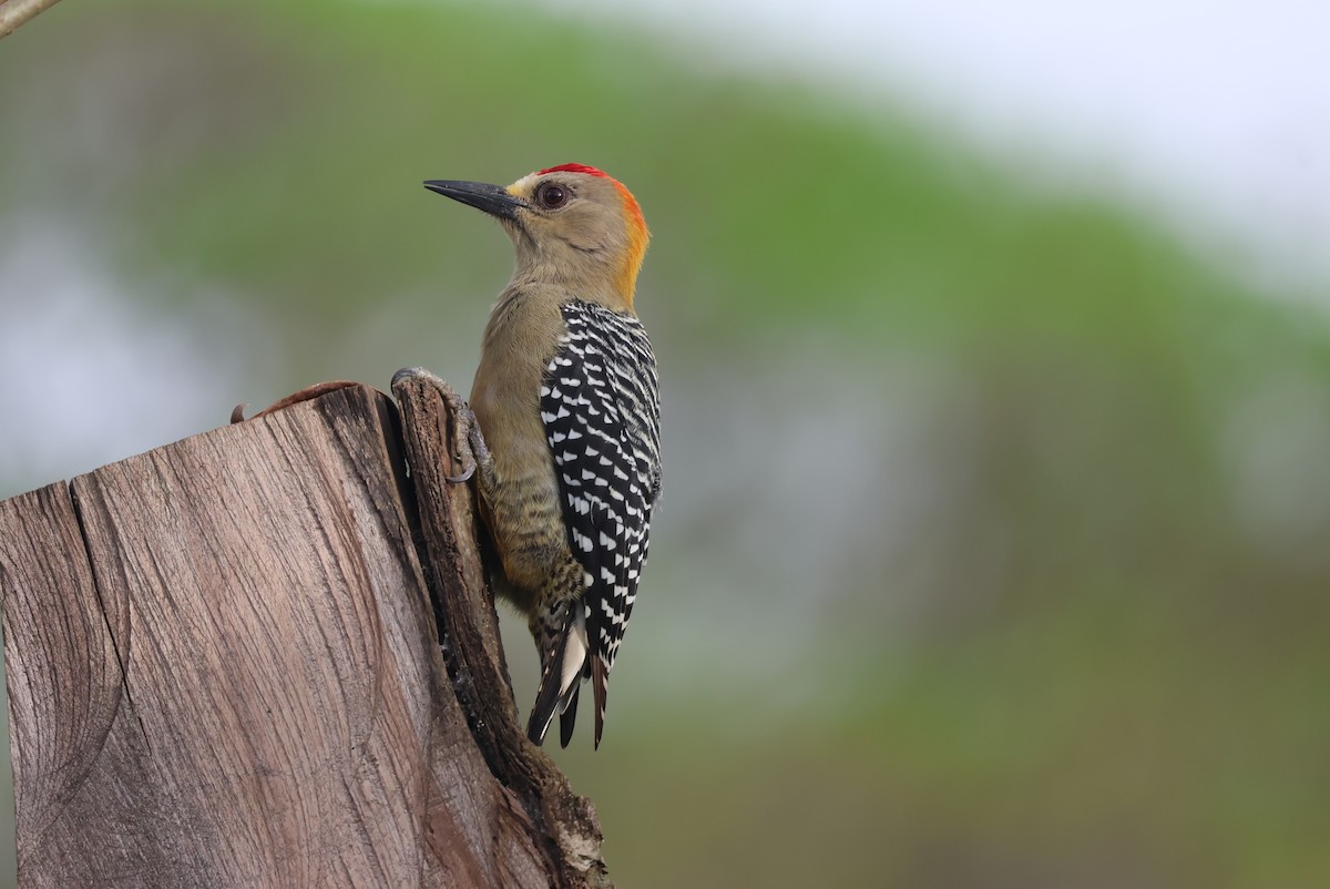Hoffmann's Woodpecker - ML644885292