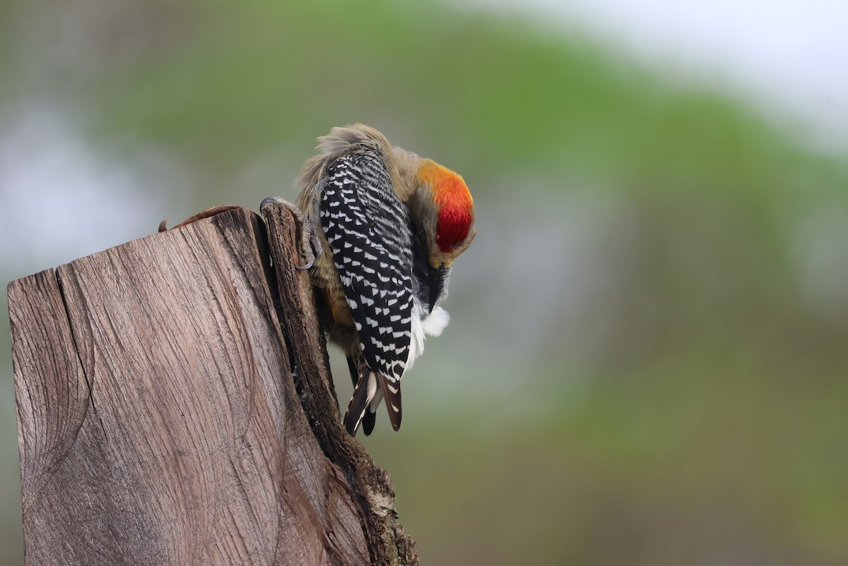 Hoffmann's Woodpecker - ML644885293