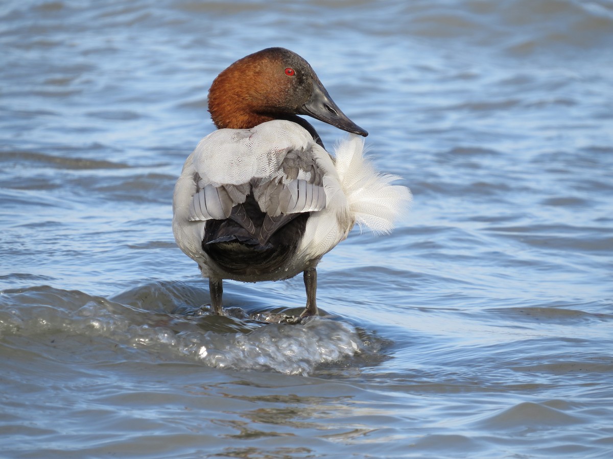 Büyük Elmabaş - ML644885299