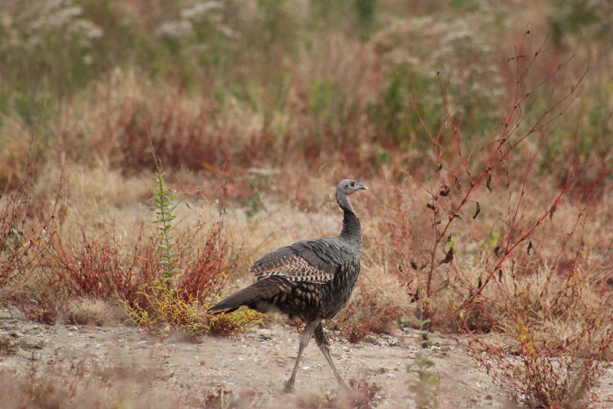 Guajolote Gallipavo - ML644885303