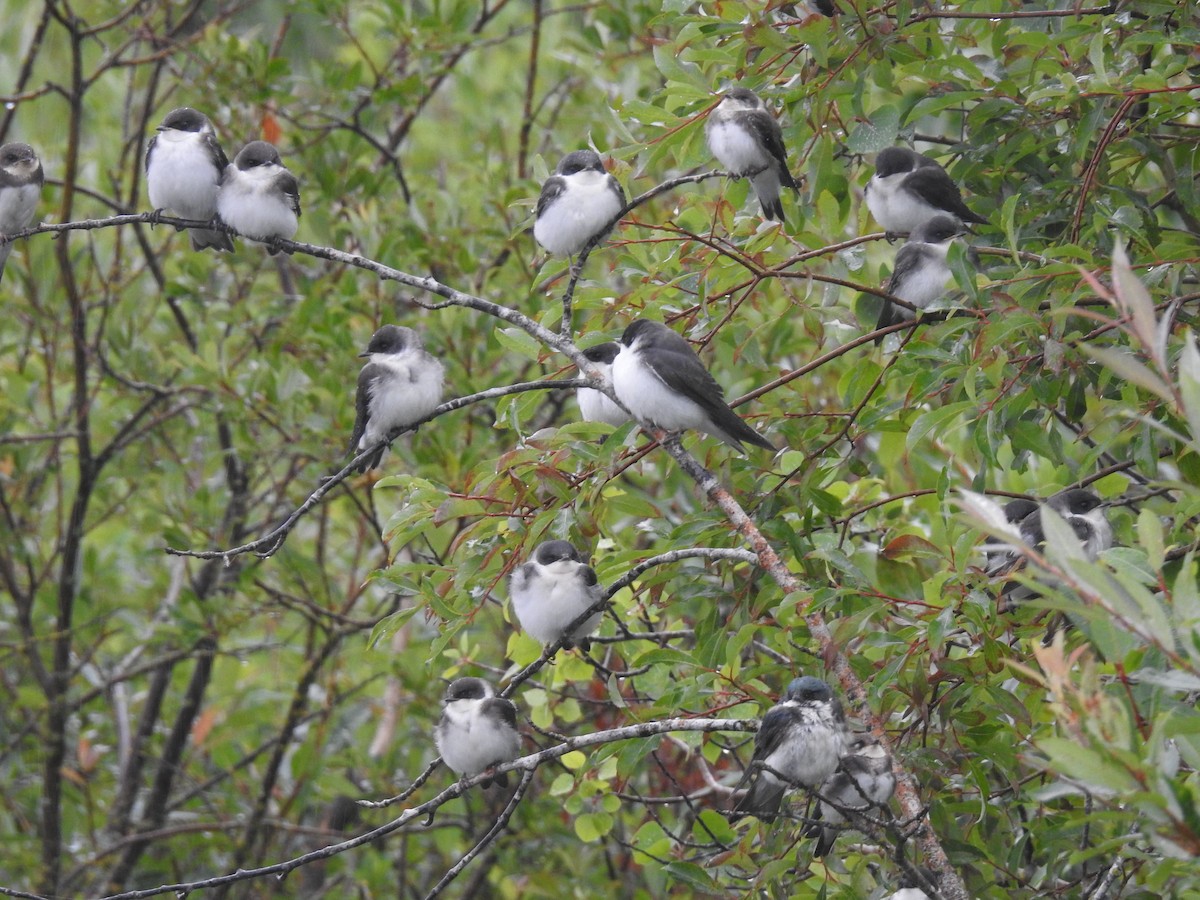 Tree Swallow - ML64488531