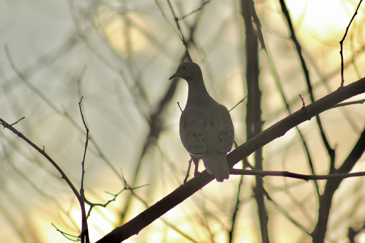 Mourning Dove - ML644885314