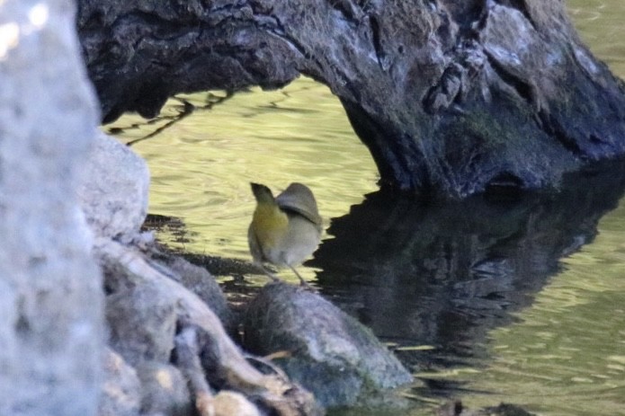 Common Yellowthroat - ML644885341