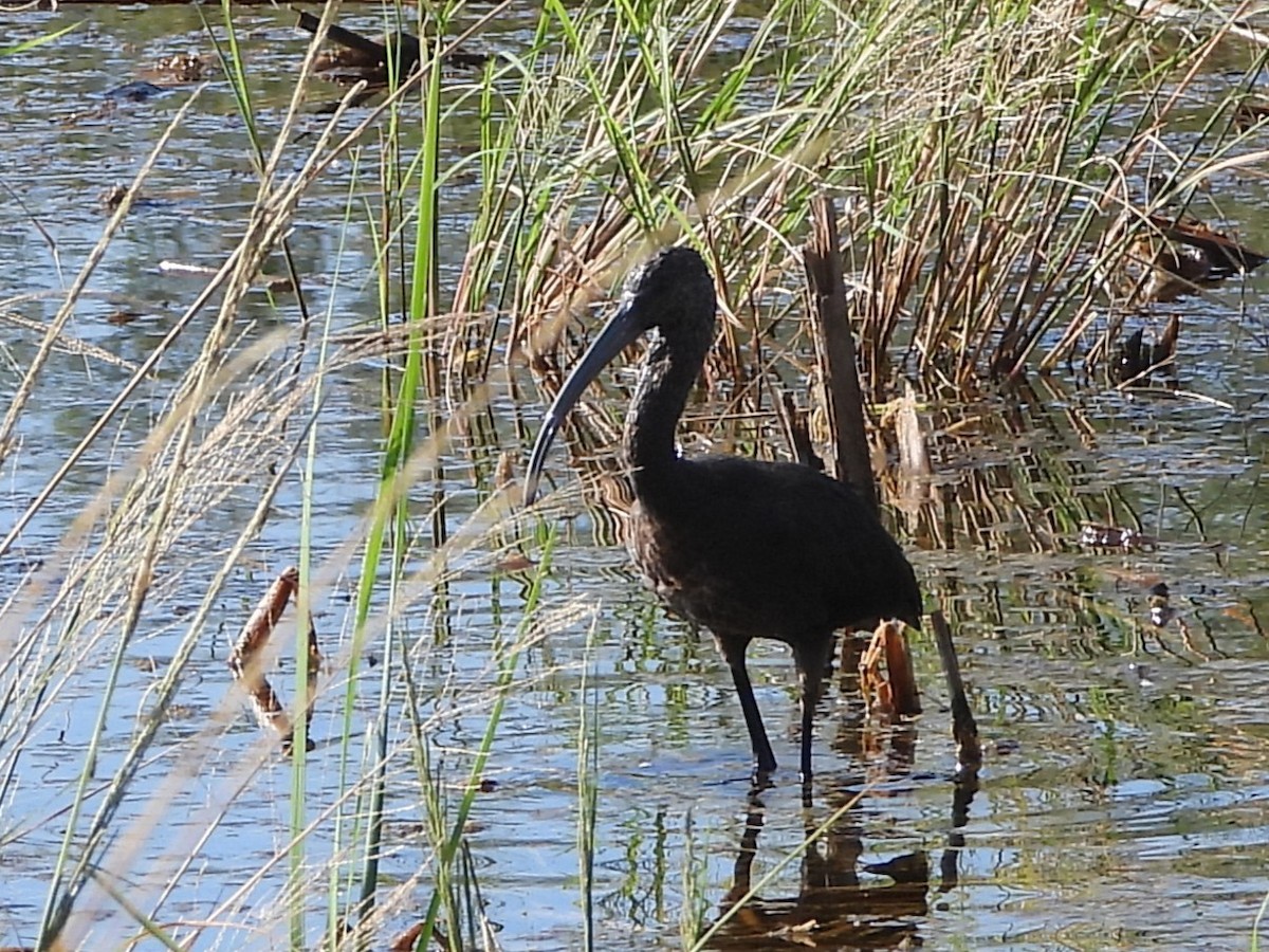 Beltzaran musuzuria - ML644885342