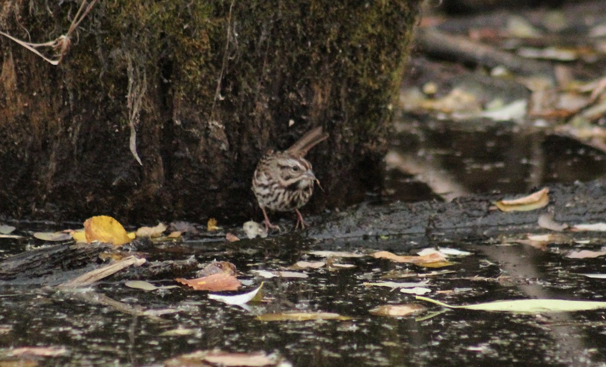 Song Sparrow - ML644885344