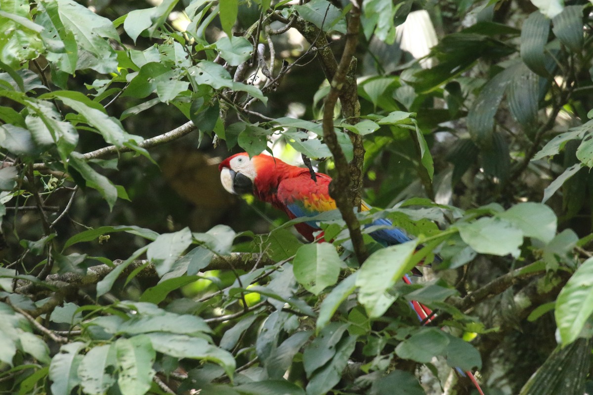 Scarlet Macaw - ML644885356