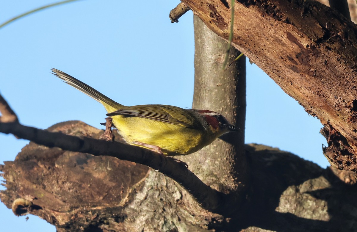 Chestnut-capped Warbler - ML644885367