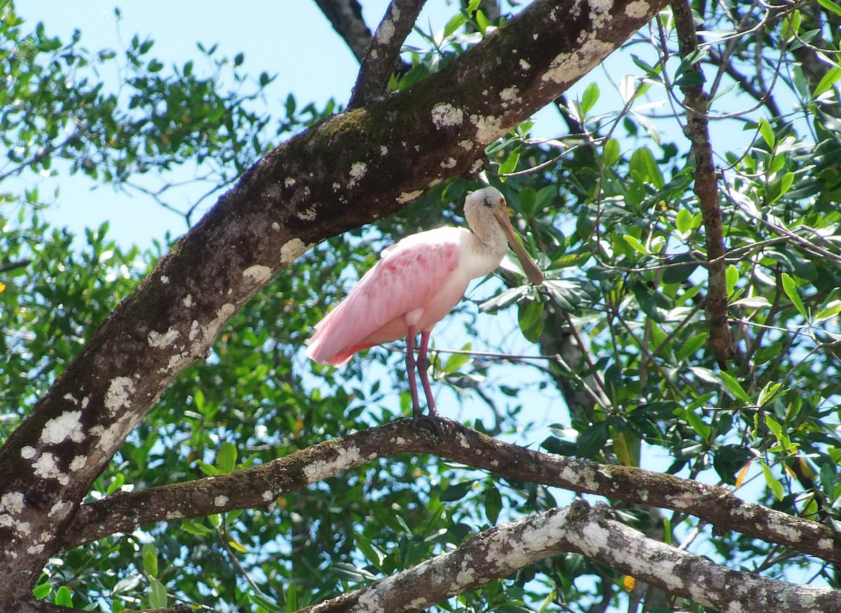 Roseate Spoonbill - ML644885373