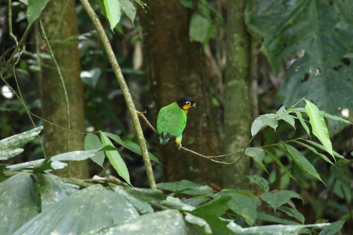 Orange-cheeked Parrot - ML644885379