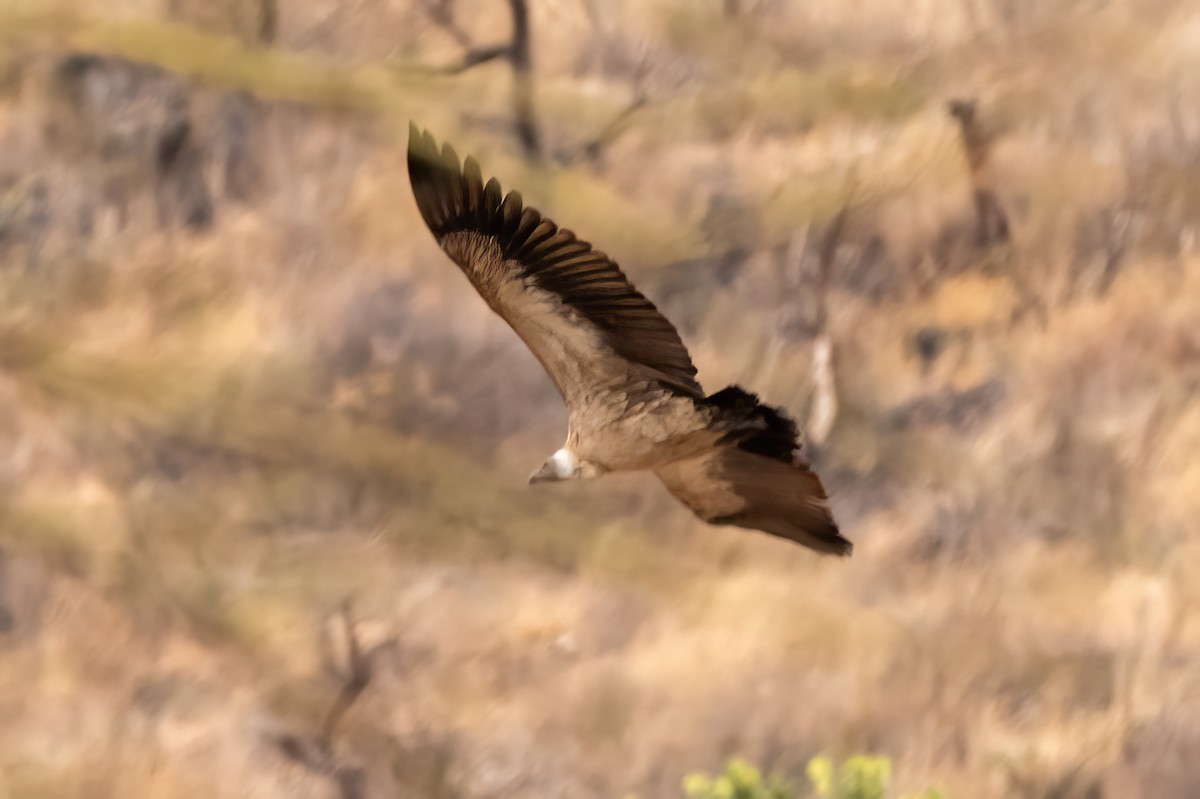 Ak Sırtlı Akbaba - ML644885380