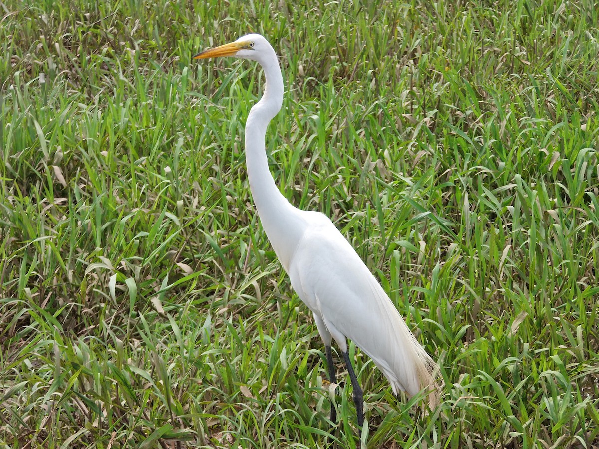 Great Egret - ML644885384