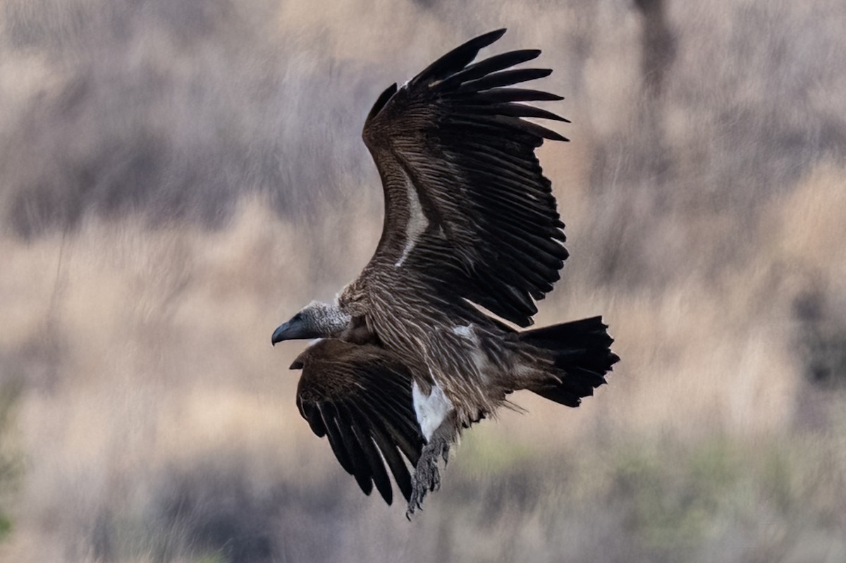 Ak Sırtlı Akbaba - ML644885387