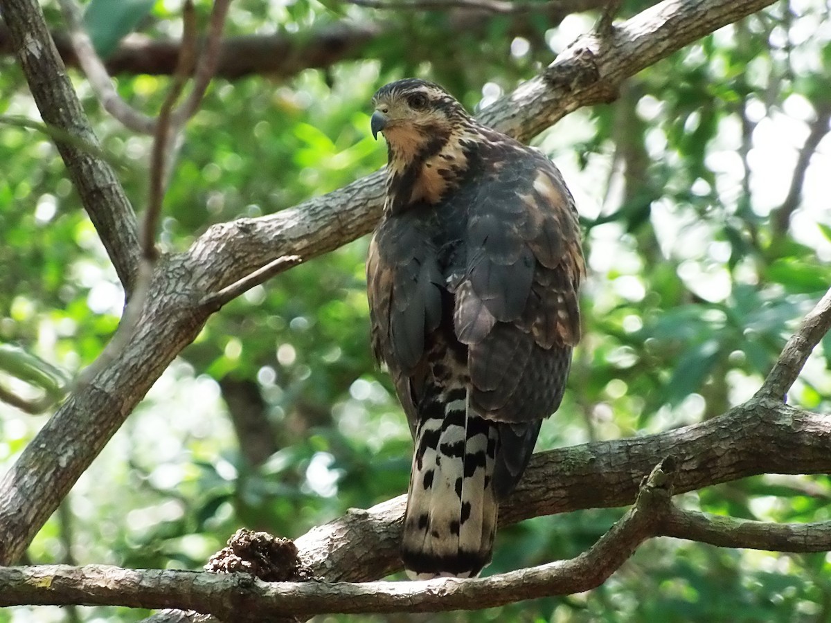 Gray Hawk - ML644885391