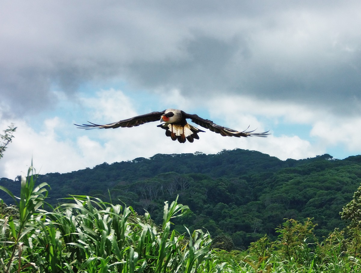 Crested Caracara - ML644885396