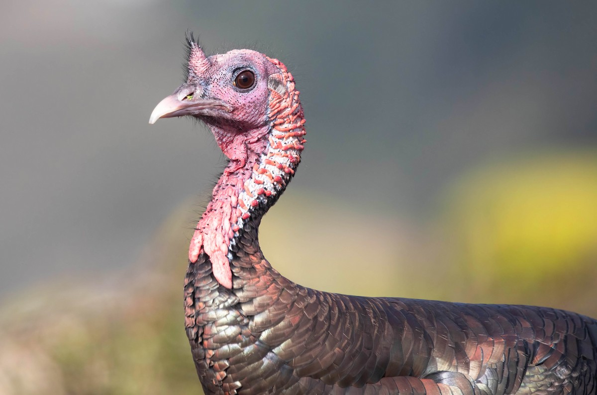 Guajolote Gallipavo - ML644885402