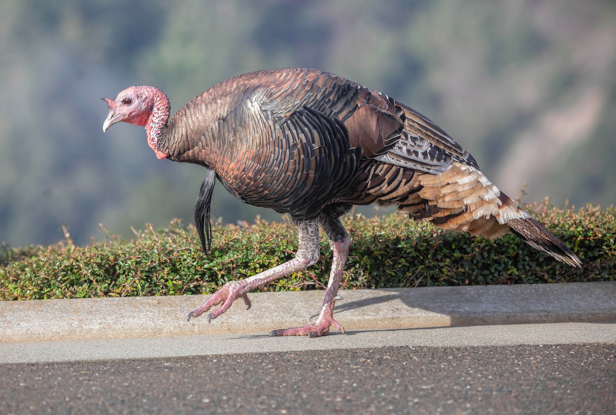 Guajolote Gallipavo - ML644885403