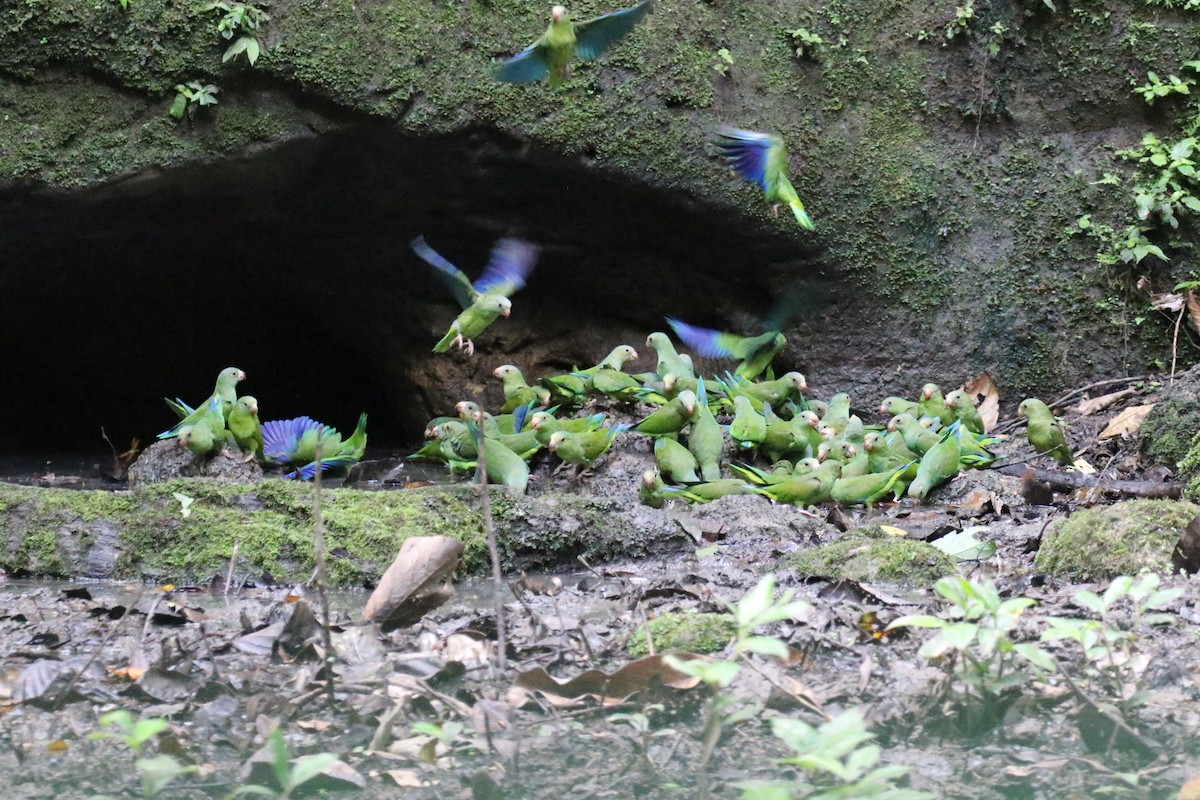 Cobalt-winged Parakeet - ML644885410