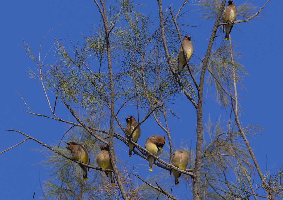 Jaseur d'Amérique - ML644885414